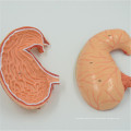 PNT-0459 Human Stomach Anatomy Structure Model 2 Parts
